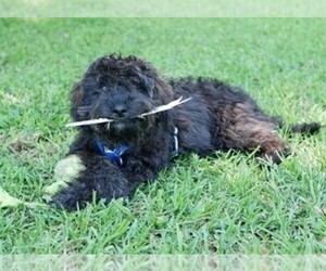 Affenpoo puppies for sale and Affenpoo dogs for adoption