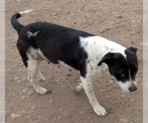 Image of breed Bullmatian