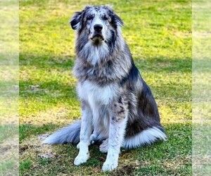 Image of Aussie Pyrenees breed