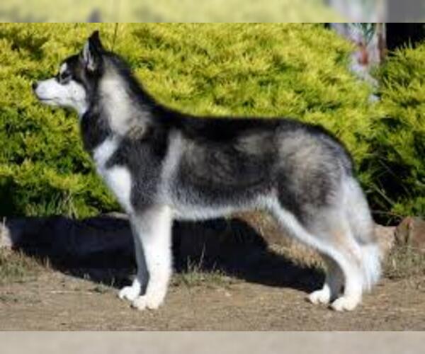 Medium Photo #6 Siberian Husky Dog Breed