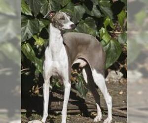 Small #6 Breed Italian Greyhound image
