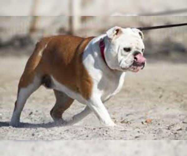Medium Photo #6 Bulldog Dog Breed