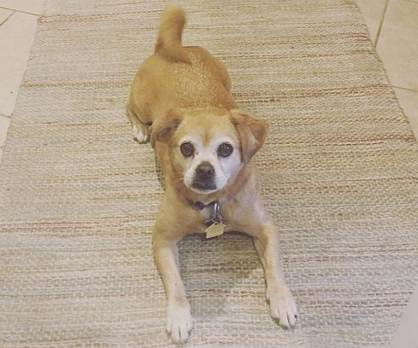 Medium Photo #1 Peke-A-Pin Dog Breed