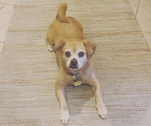 Image of Peke-A-Pin breed