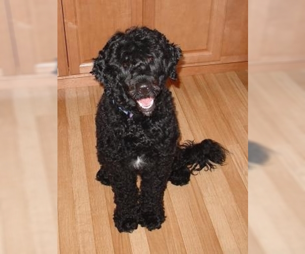 Portuguese Water Dog Dog Breed Image