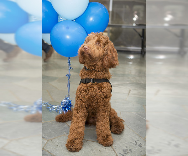 Medium Photo #4 Labradoodle Dog Breed