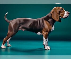 Image of Bassetdor breed