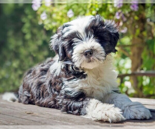 Medium Photo #1 Tibetan Poo Dog Breed