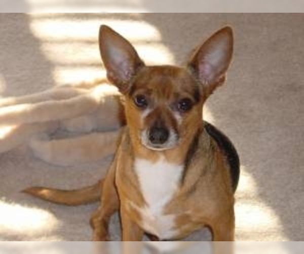 Chiweenie Dog Breed Image