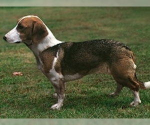 Image of Strellufstover breed