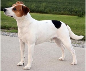 Photo of Danish/Swedish Farm Dog