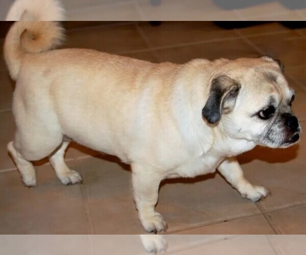 Medium Photo #1 Porgi Dog Breed