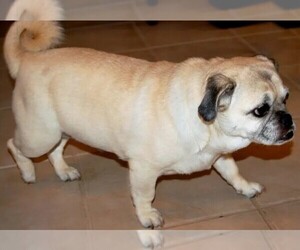 Image of Porgi breed