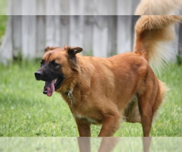 Golden Shepherd Dog Breed Image