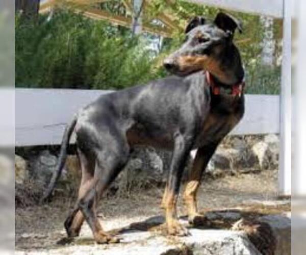 Medium Photo #4 Manchester Terrier (Standard) Dog Breed