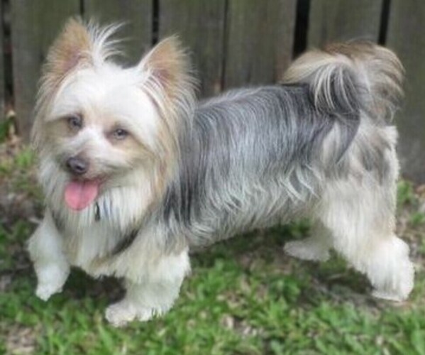 Medium Photo #1 Silky Papillon Dog Breed