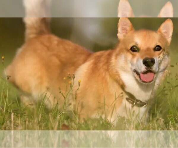 Medium Photo #1 Corgi Inu Dog Breed