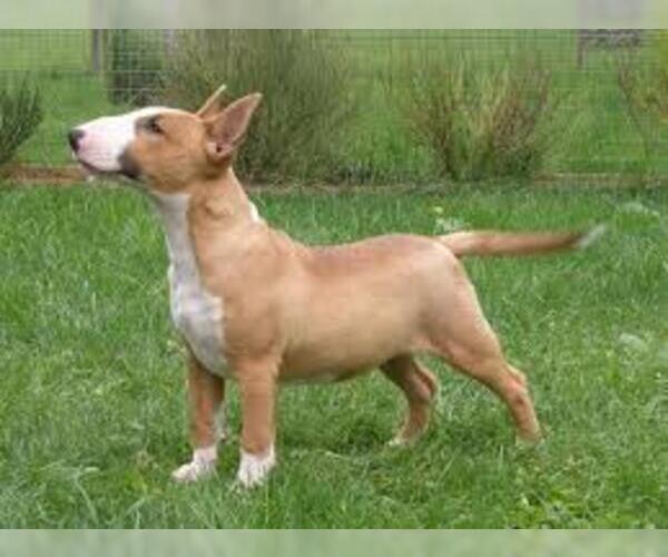 Medium Photo #8 Miniature Bull Terrier Dog Breed