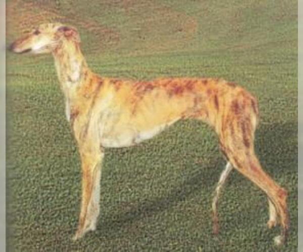 Spanish Greyhound