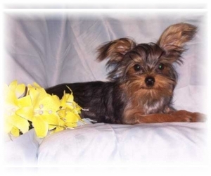 Small Photo #1 YorkiePoo Dog Breed