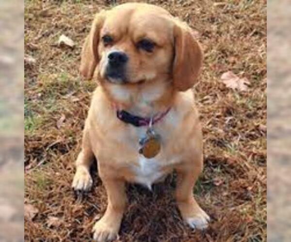 Medium Photo #3 Peagle Dog Breed