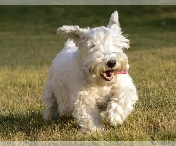 Medium Photo #1 Sealydale Terrier Dog Breed