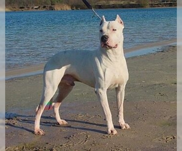 Medium Photo #1 Dogo Argentino Dog Breed