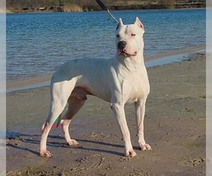 Image of breed Dogo Argentino