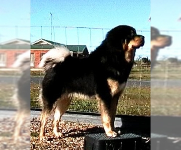 Tibetan Mastiff Dog Breed Image