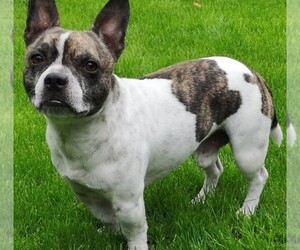 Image of French Bullhuahua breed