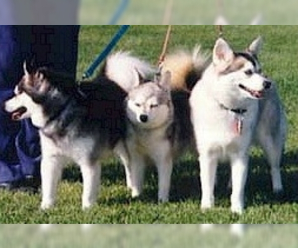 Image of Alaskan Klee Kai Breed