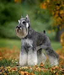 Medium Photo #5 Schnauzer (Miniature) Dog Breed