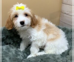 Image of Cavanese breed