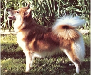 Image of Iceland Sheepdog breed
