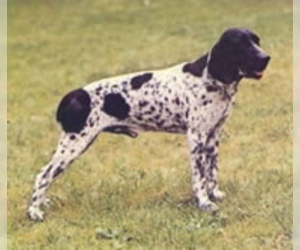 Image of Ariege Pointer Breed