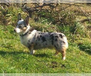 blue heeler mixed with corgi