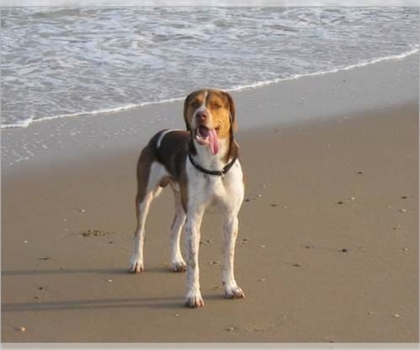 English Foxhound Dog Breed Image