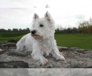 Small #3 Breed West Highland White Terrier image