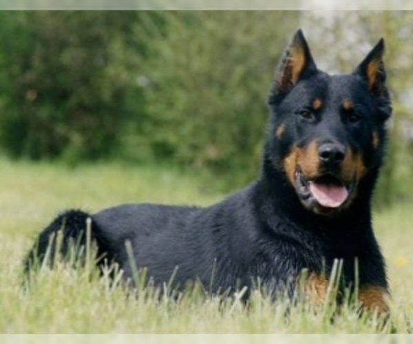 Image of Beauceron Breed