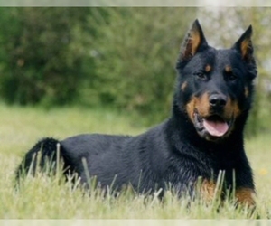 Small Photo #1 Beauceron Dog Breed