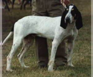 Image of Great Gascon Saintongeois breed