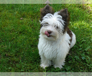 Small Photo #2 Biewer Terrier Dog Breed