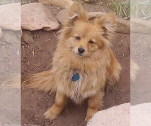 Image of Corgiranian breed