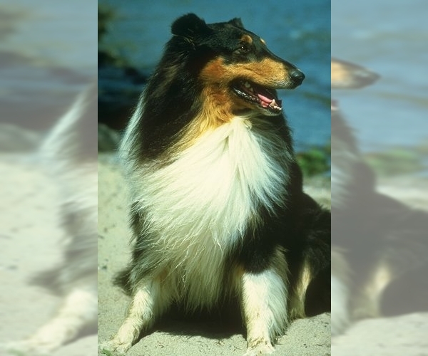 Image of Collie Breed
