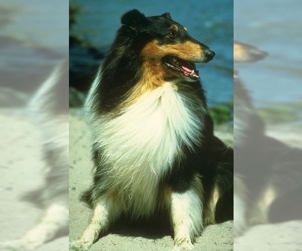 Medium Photo #1 Collie Dog Breed