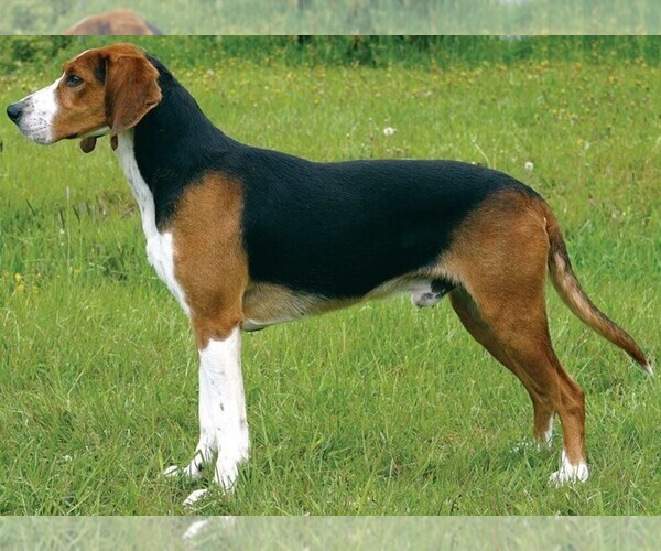 Medium Photo #1 Finnish Hound Dog Breed