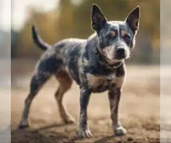 Medium Photo #1 Boston Cattle Dog Dog Breed