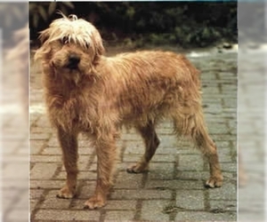 Image of Dutch Smoushond breed