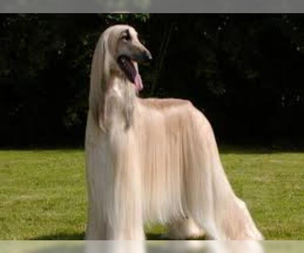 Image (Afghan Hound)