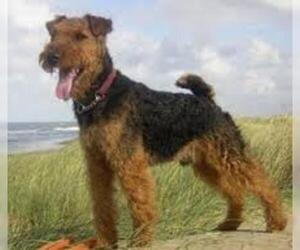 Small #3 Breed Welsh Terrier image
